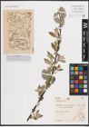 Foto von Salix cinerea L.